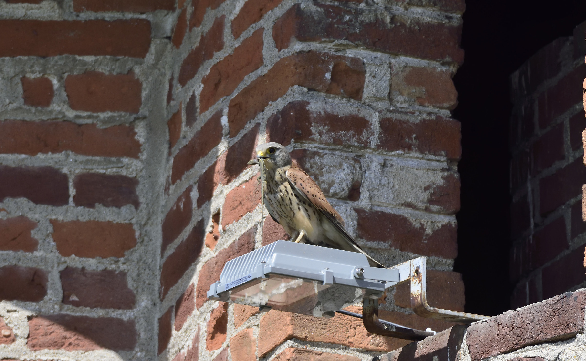 Kestrel with lizard