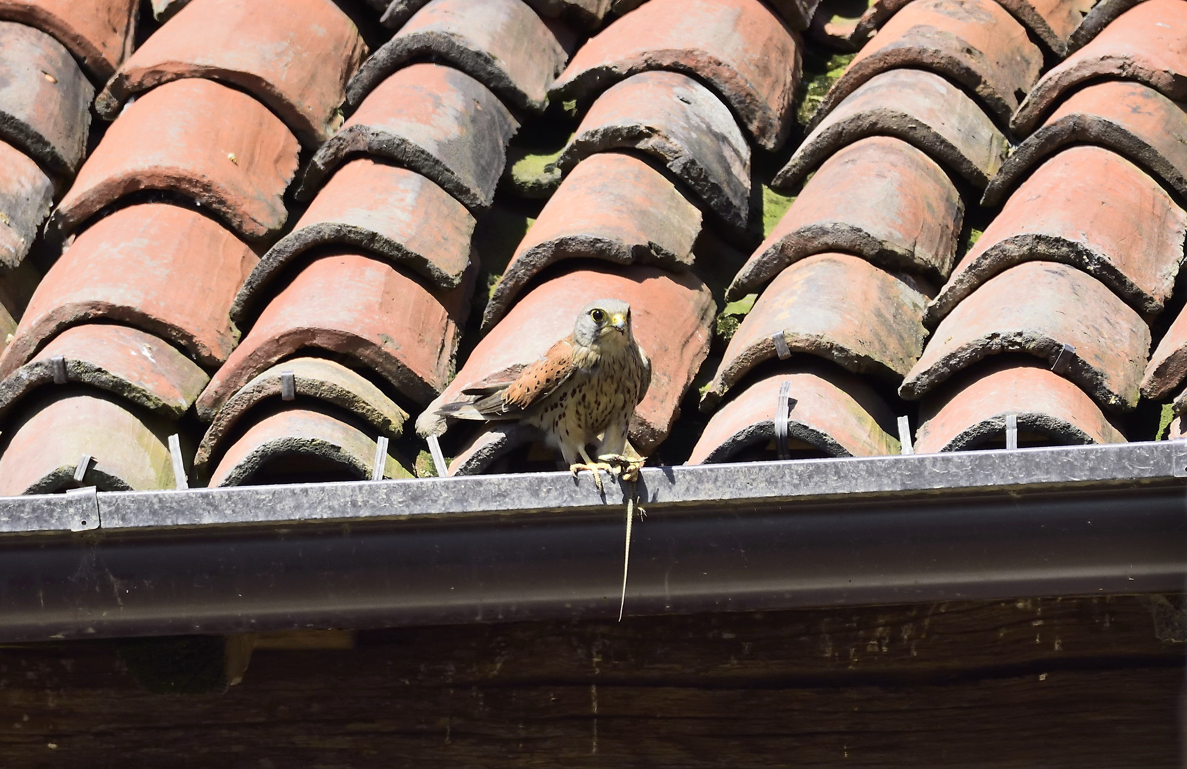 Kestrel with lizard