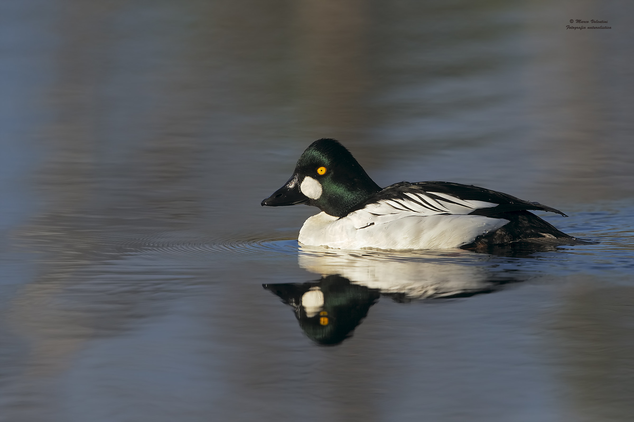 Quattrocchi reflection