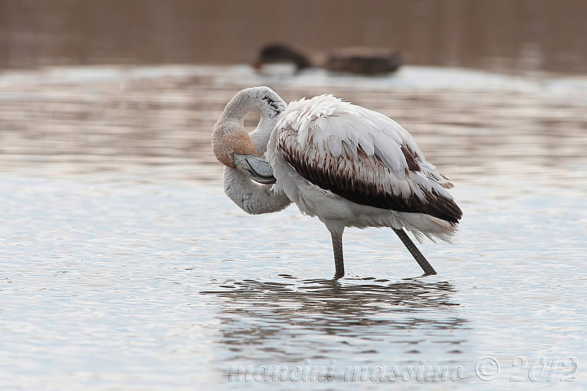 young flamingo (Phoenicopterus ruber)