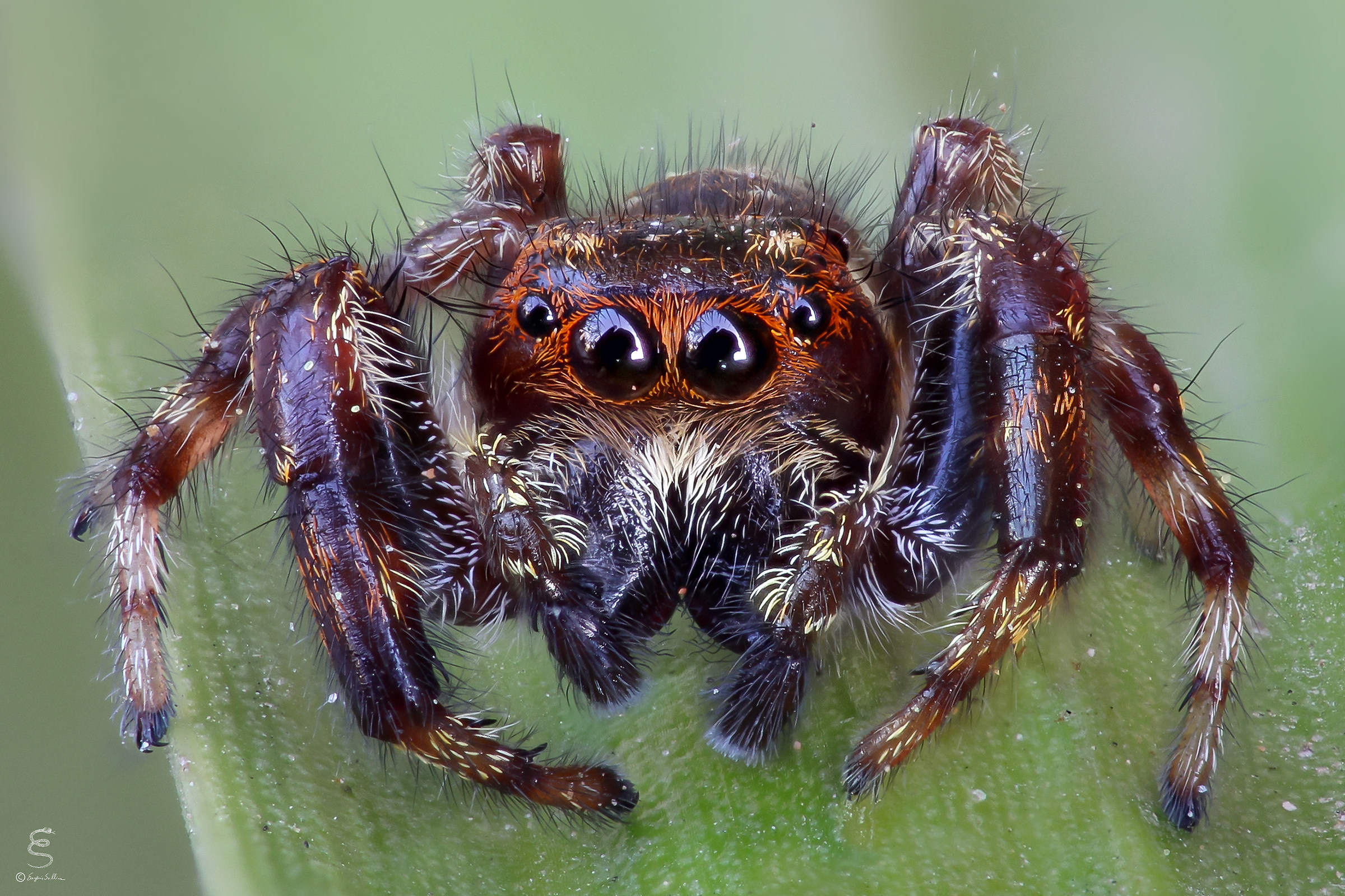 macaroeris nidicolens