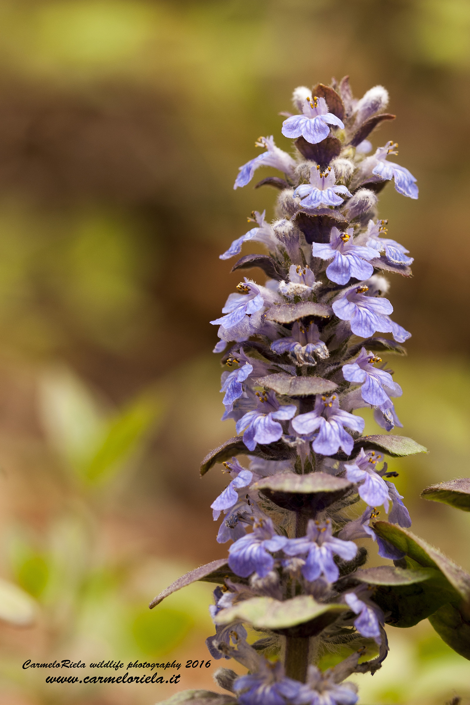 Bugle (Ajuga reptans, L 1753)