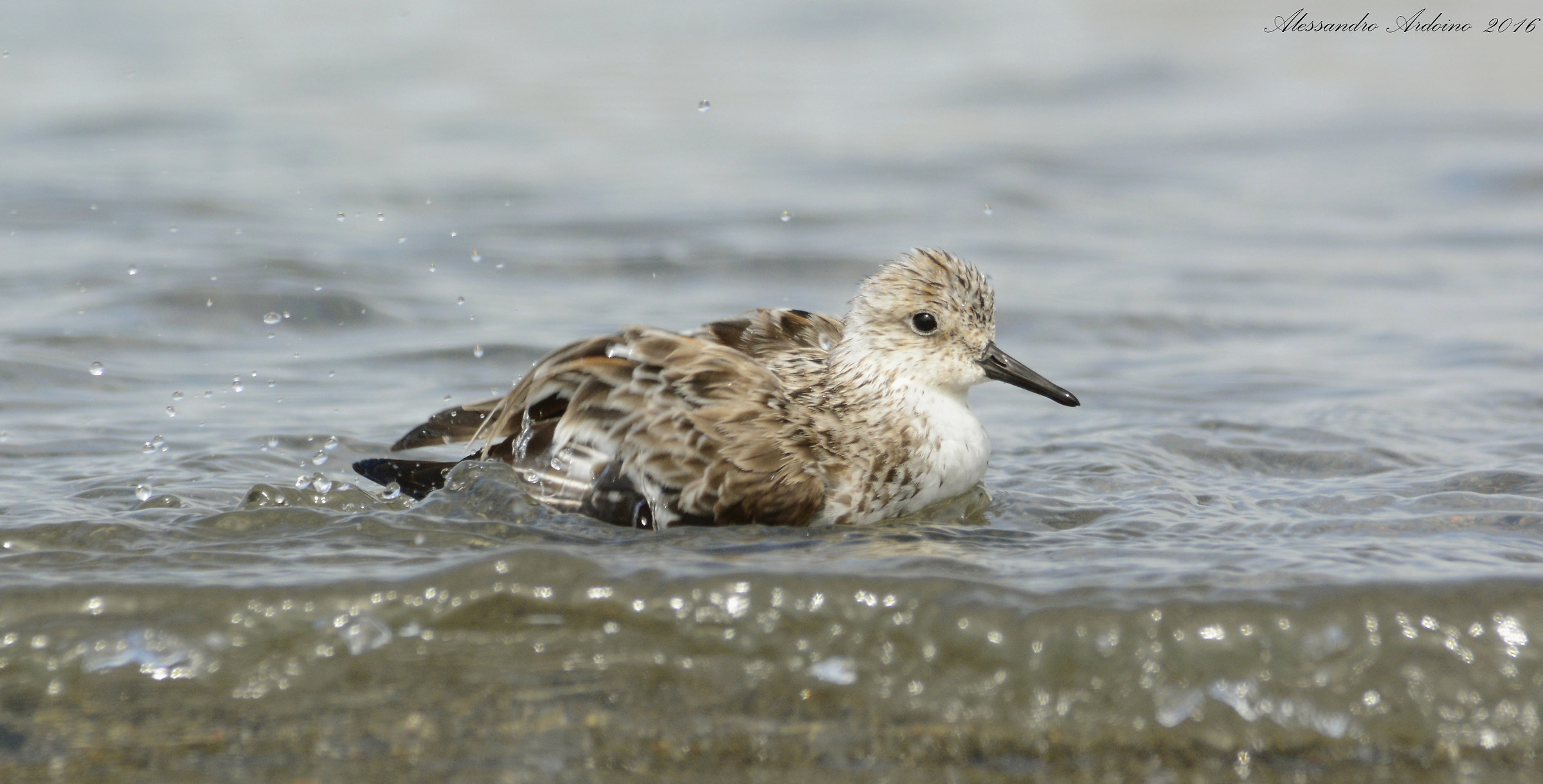 Three-toed to the bathroom