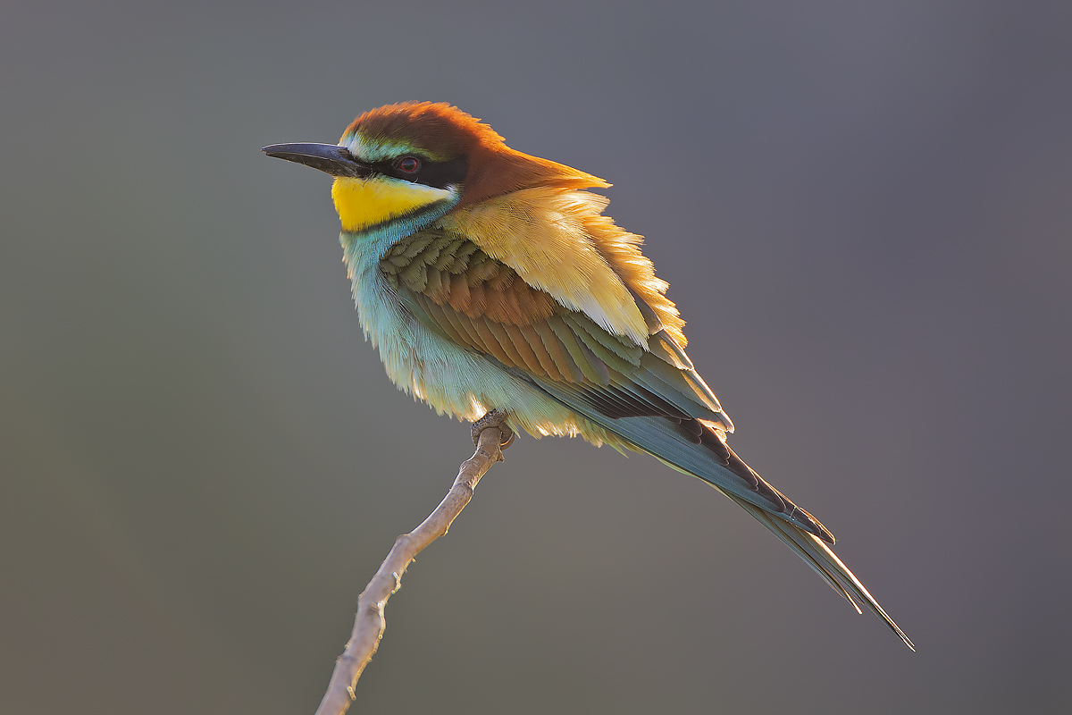 Bee Eater