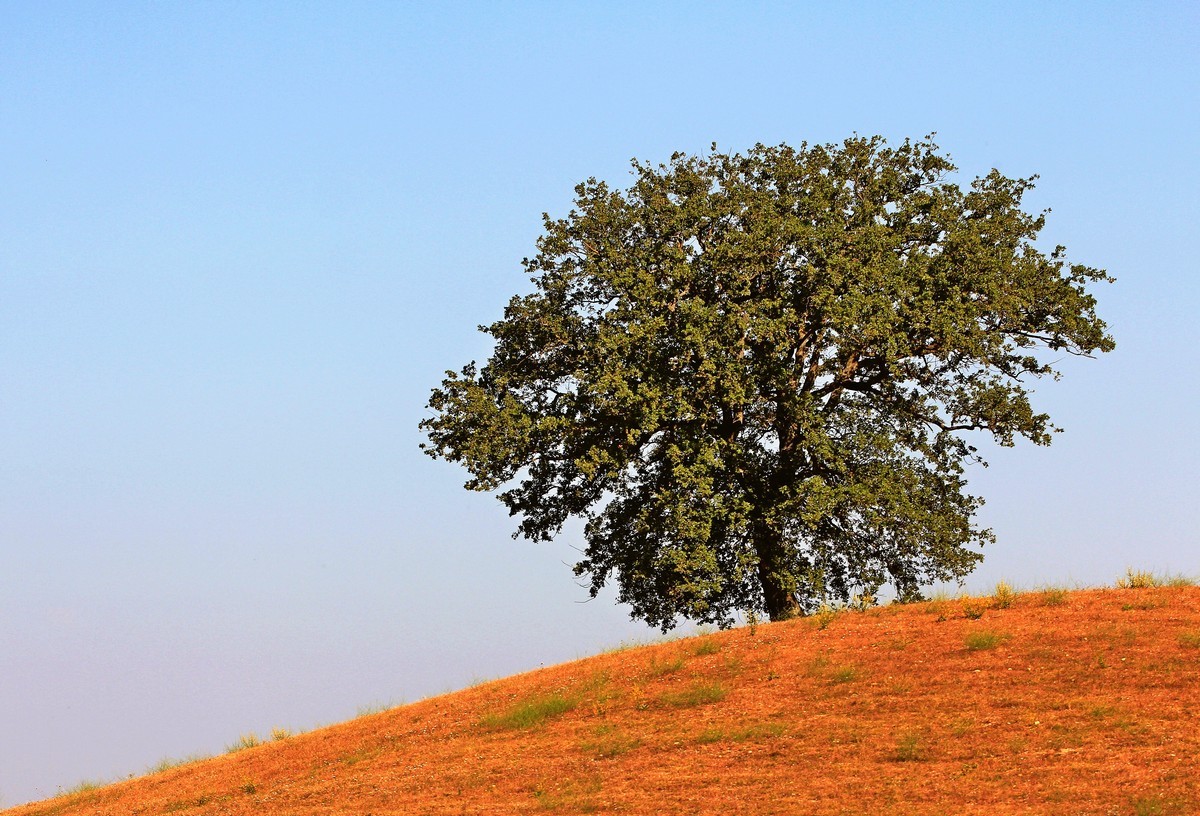 The hill and the old oak