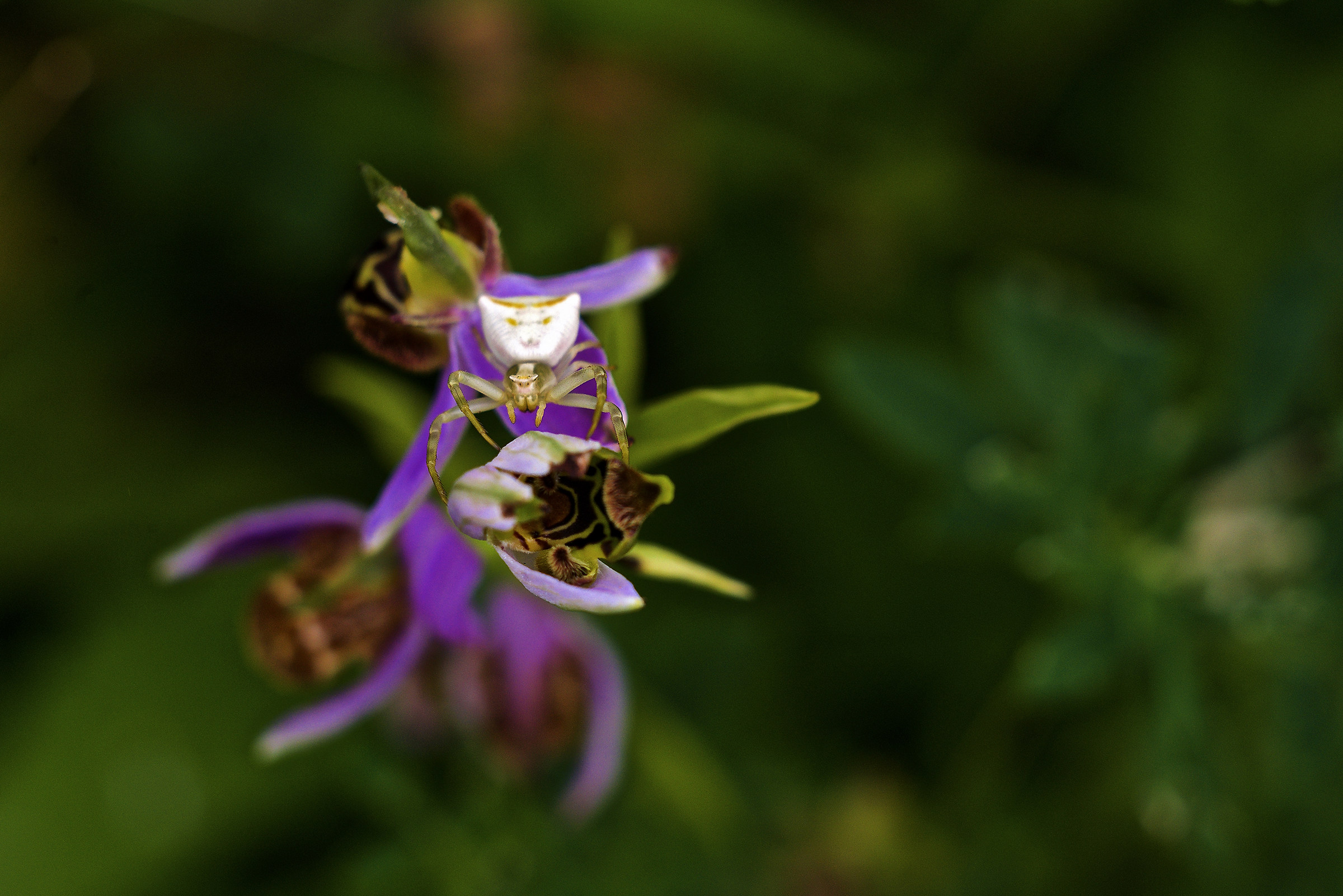 L'attesa dell'ospite