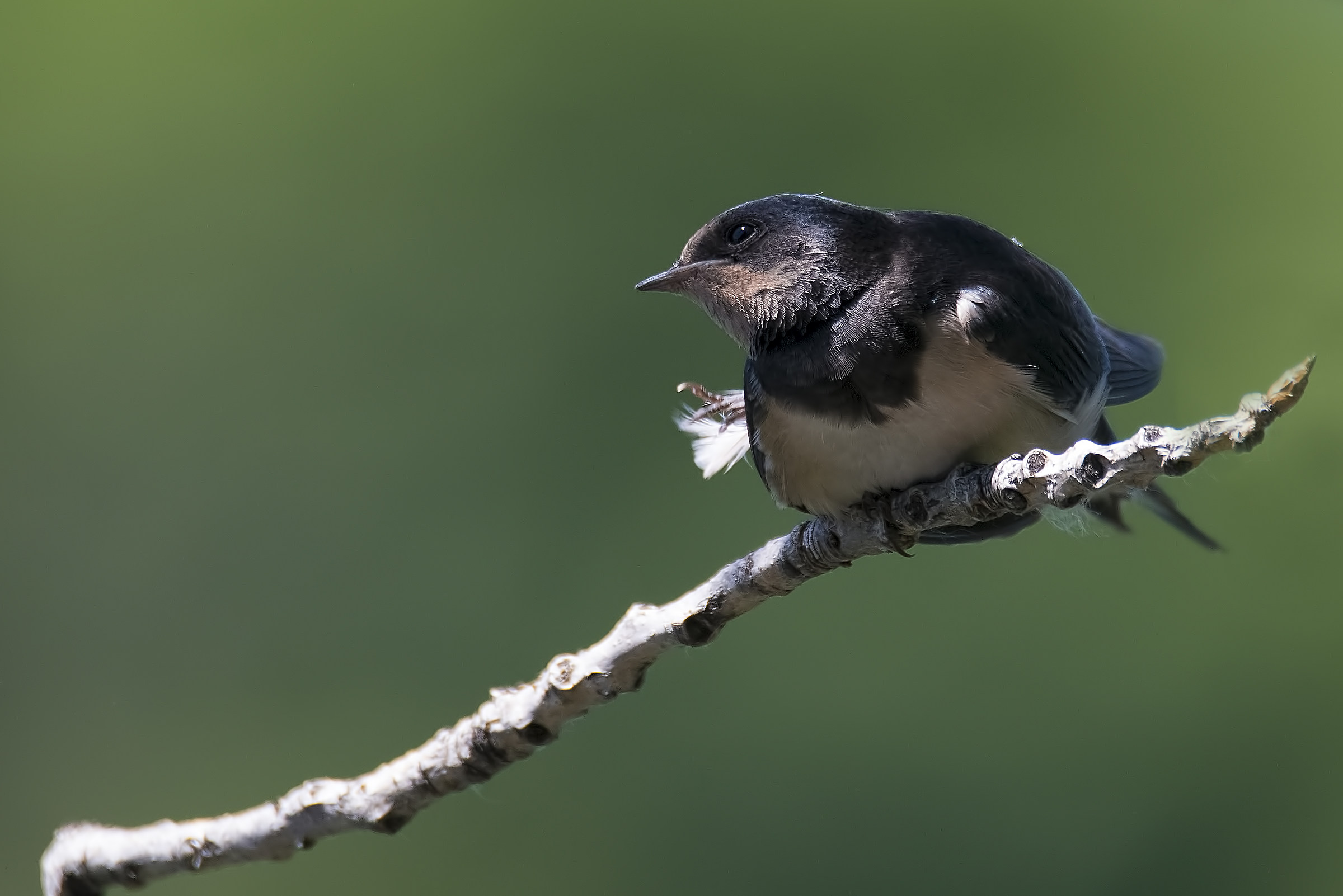 Giovane di Rondine ..