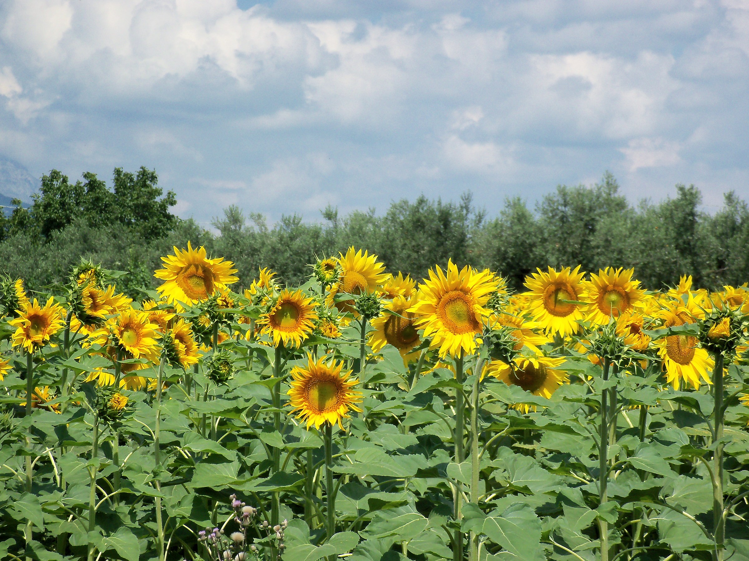 Sunflowers near Chieti