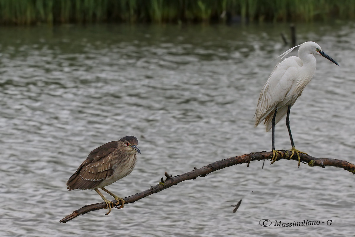 lui..e the other .....