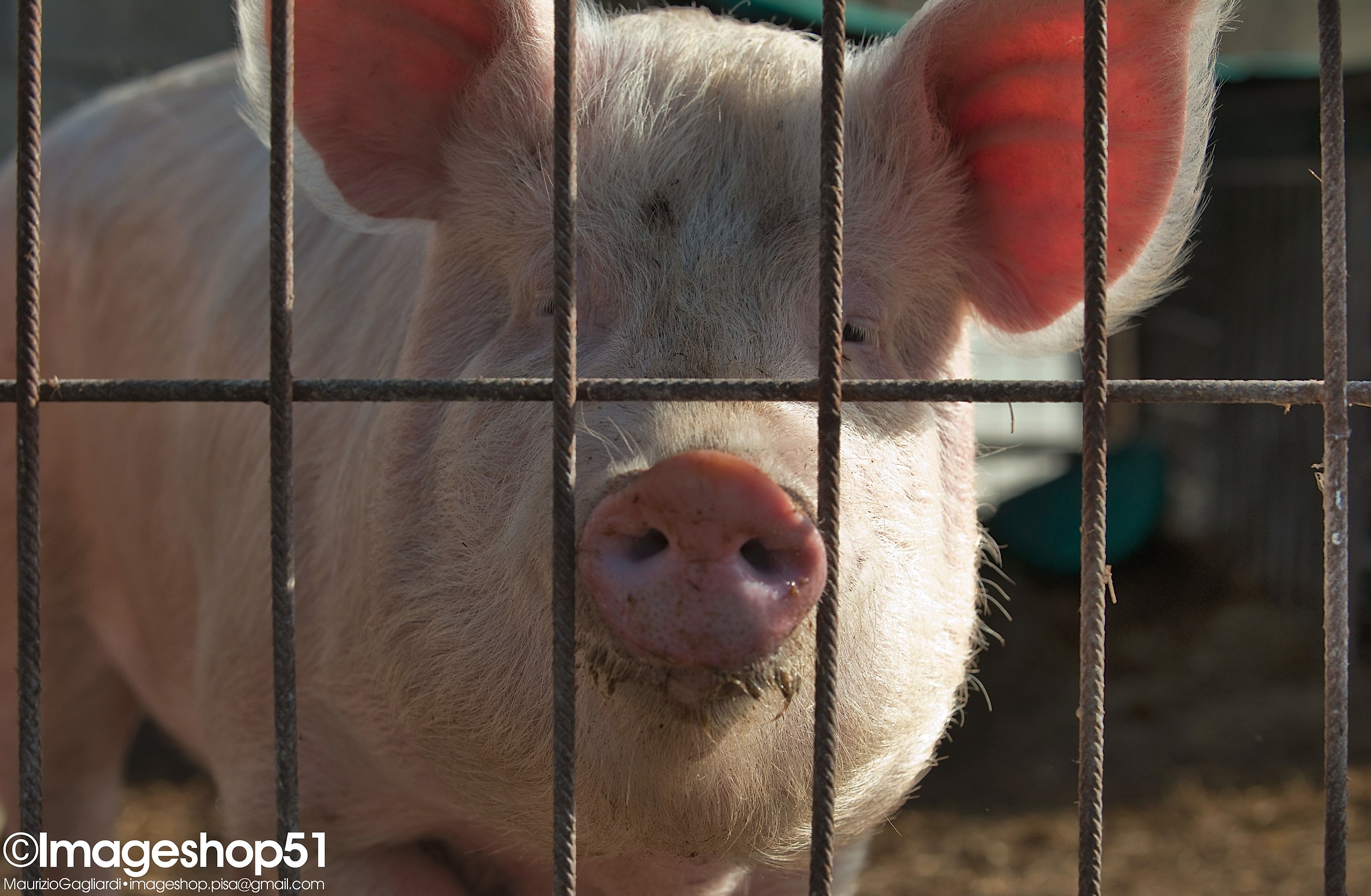 Pig in a cage