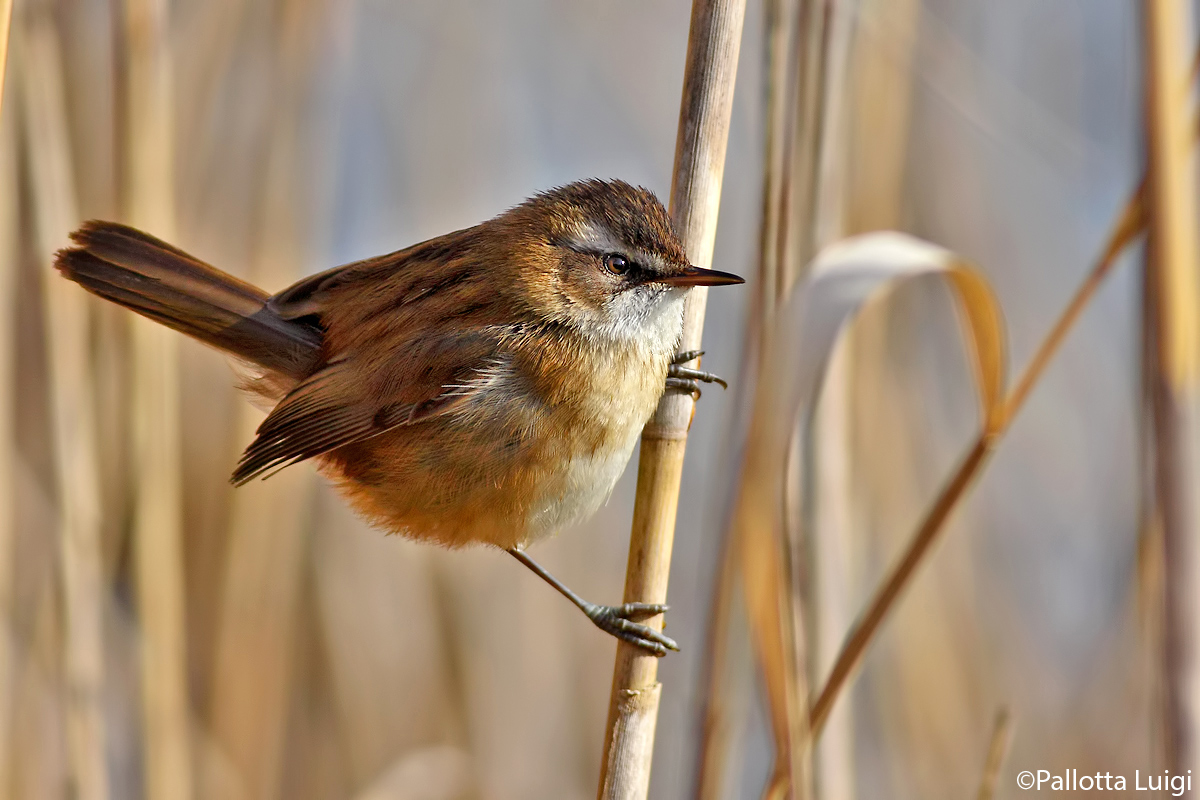 Forapaglie castagnola (Acrocephalus melanopogon)
