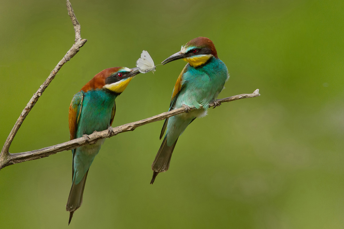 Bee-eaters
