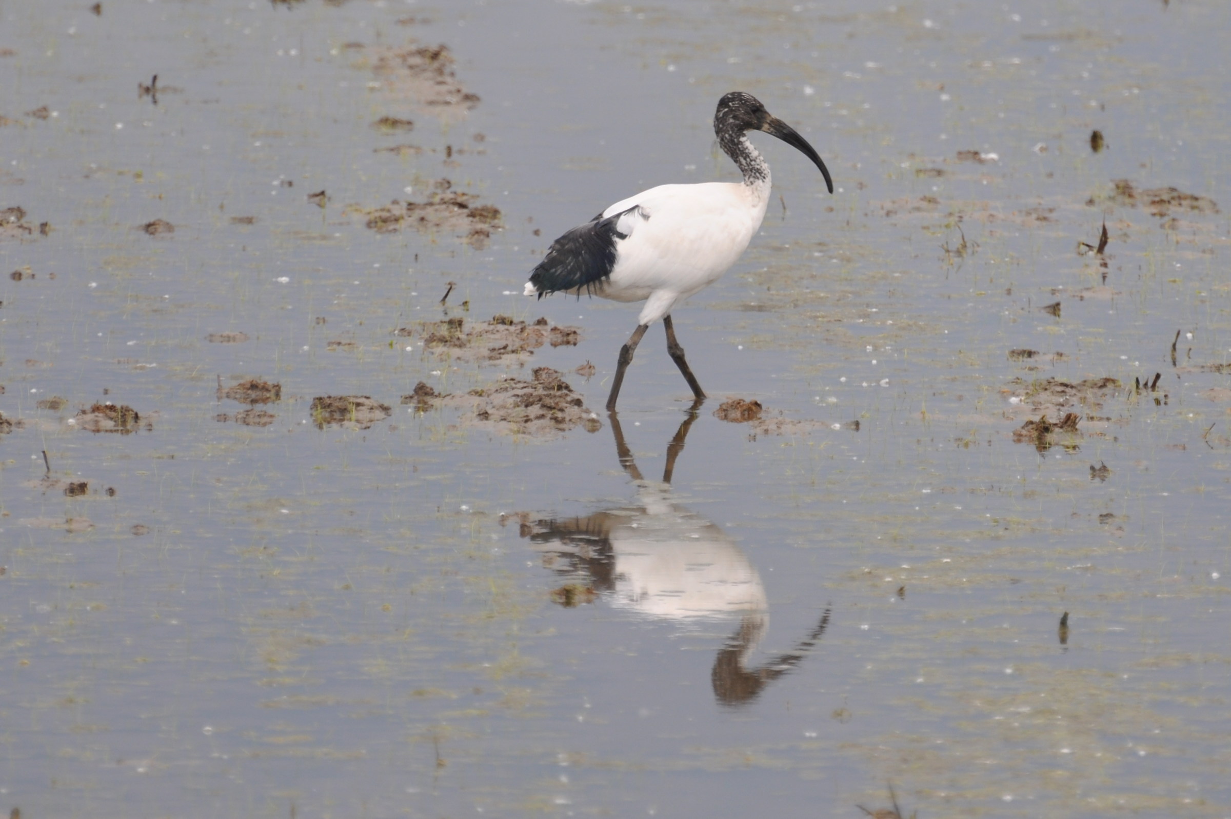 Ibis in paddy field