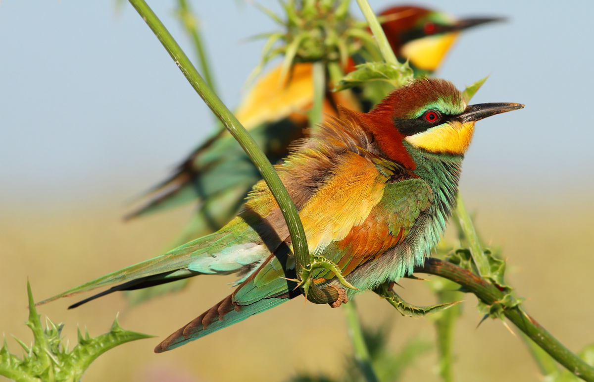 bee-eaters