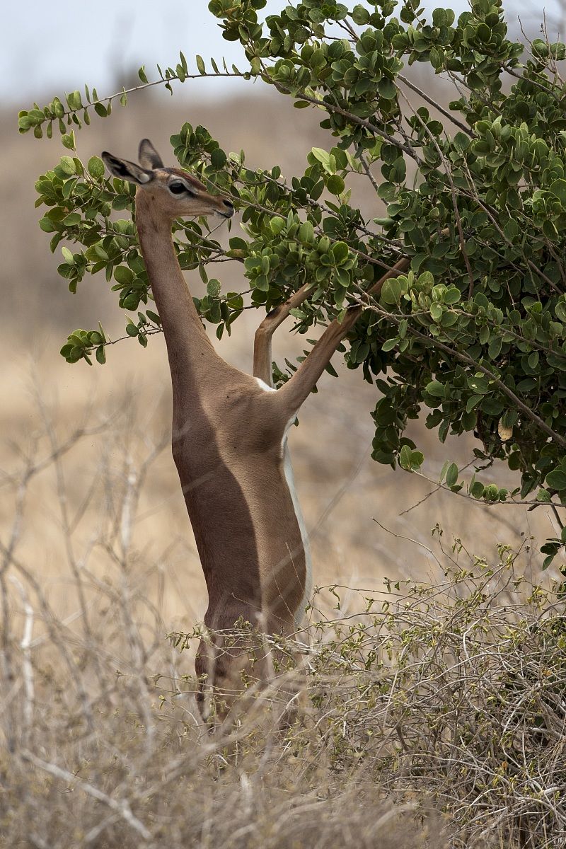 Gazzella giraffa - Gerenuk
