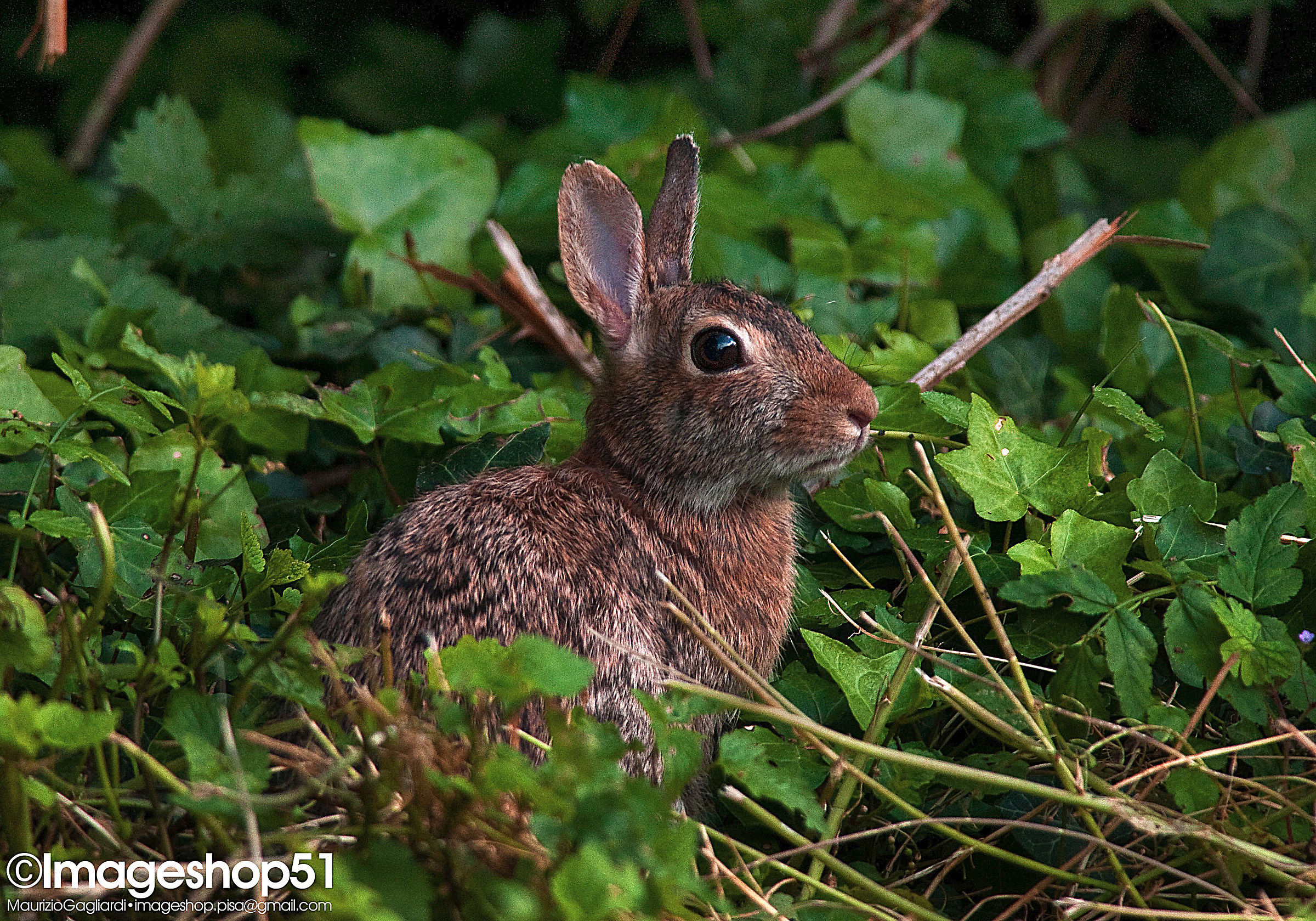 Leveret