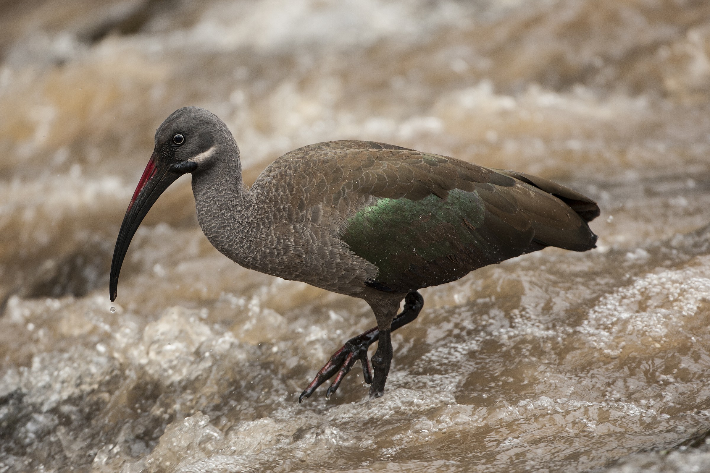 Hadada Ibis