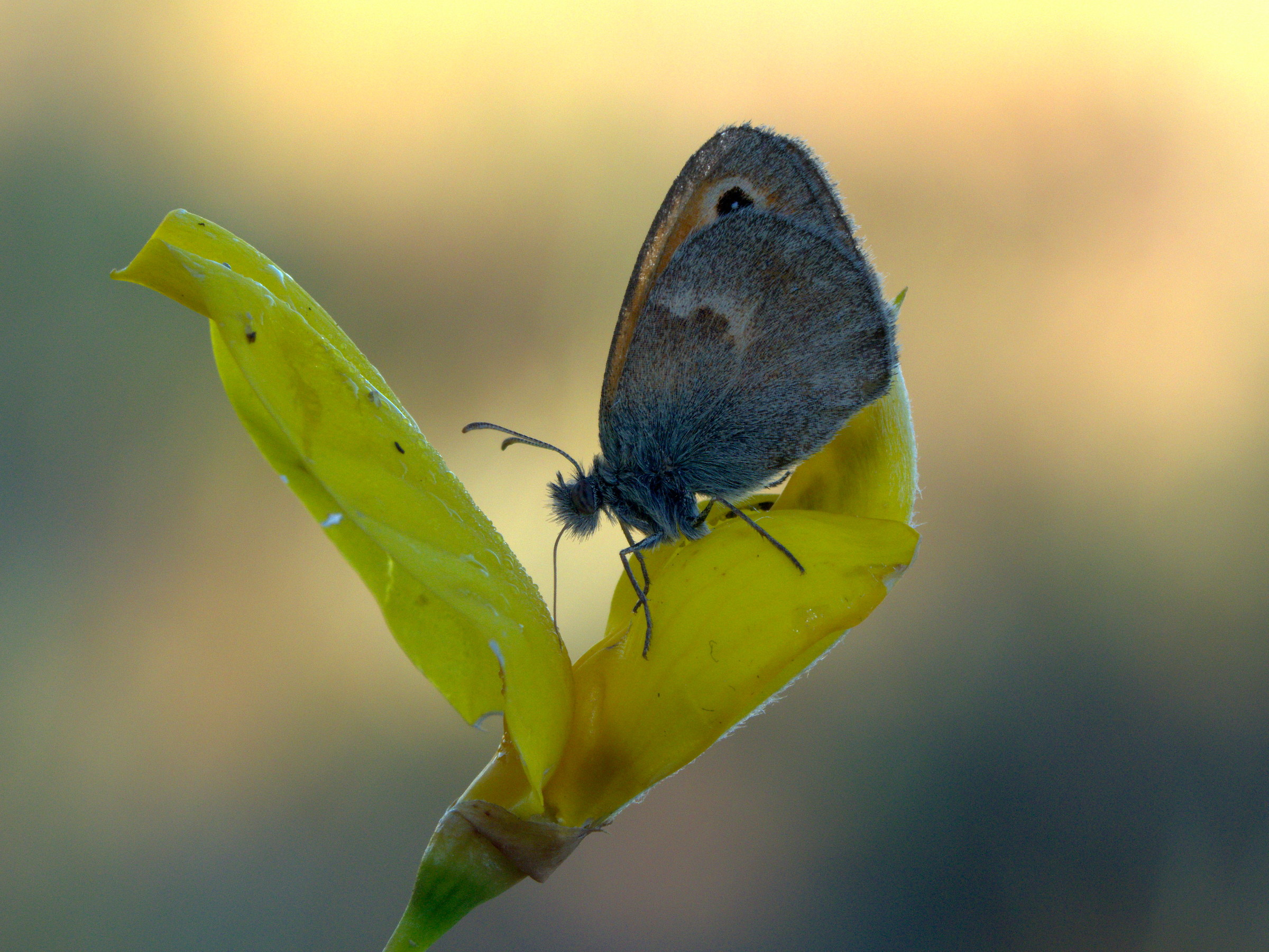 Very petite But Carina