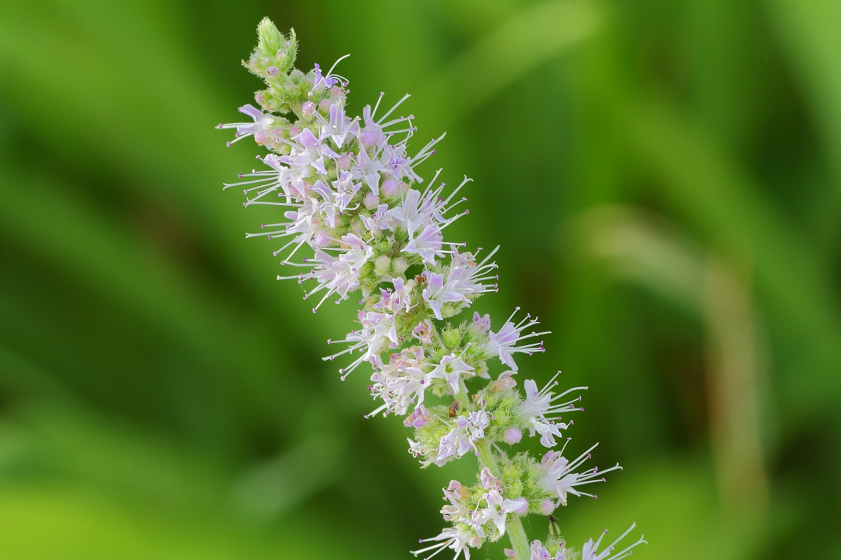 mentha spicata or Mentha viridis