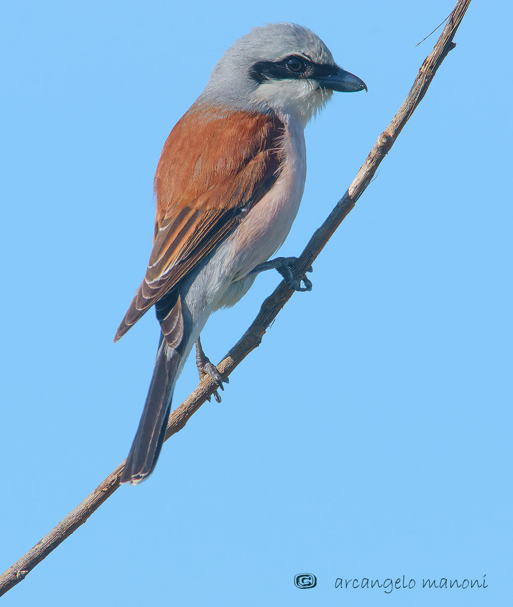 in attesa di individuare la preda