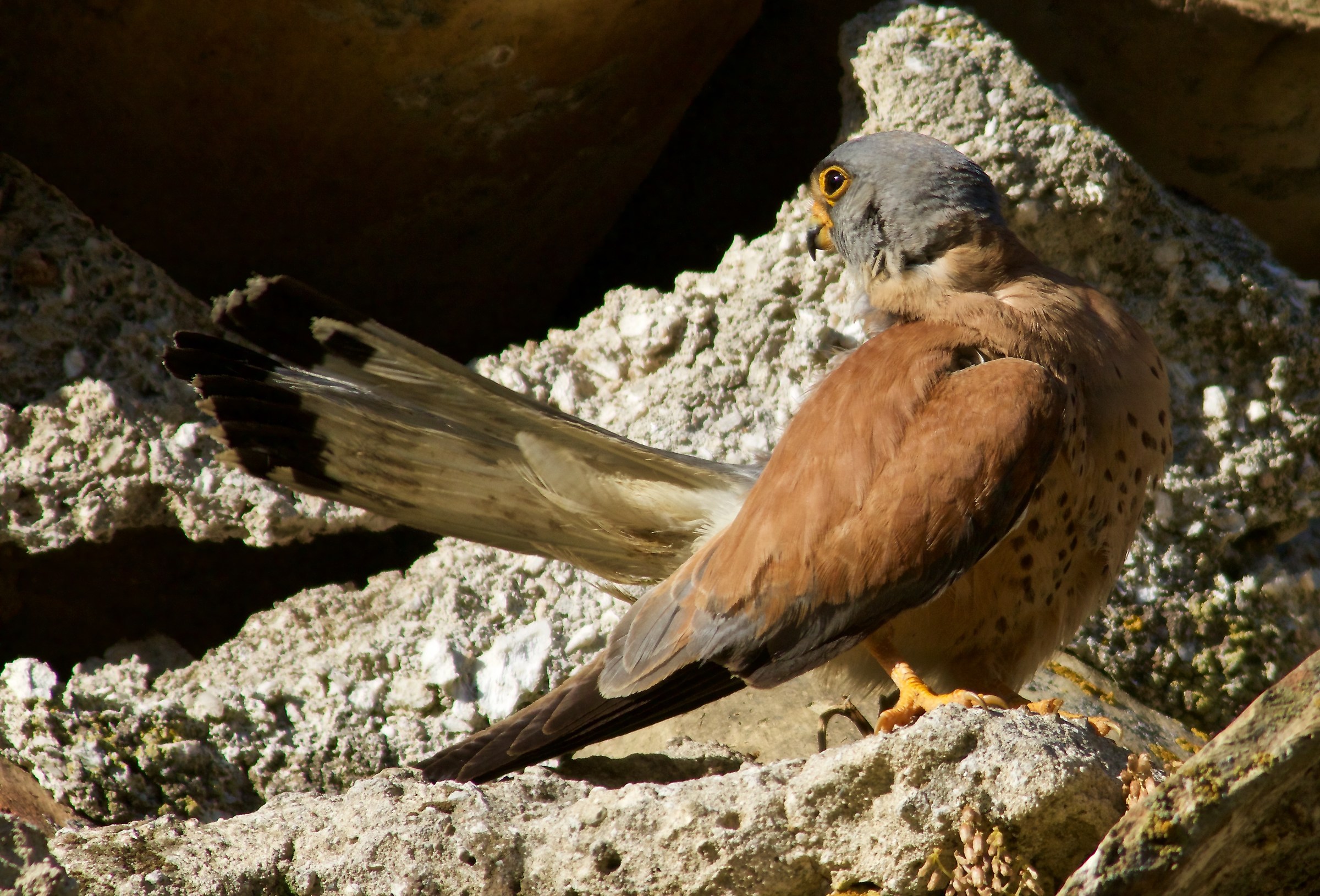 Lesser kestrel