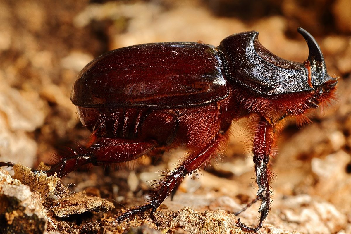 scarabeo rinoceronte