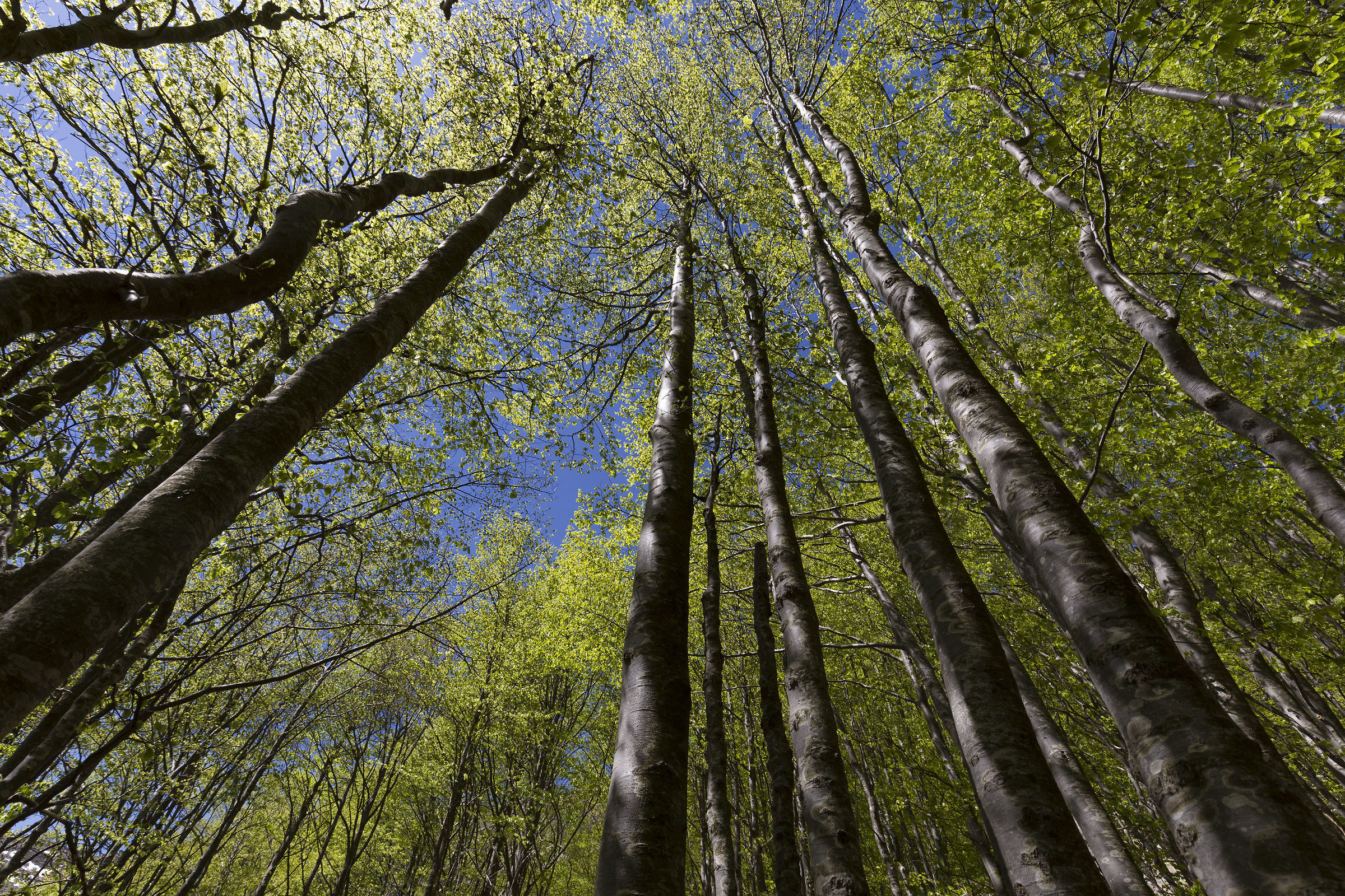 Lake Baccio Trees ....