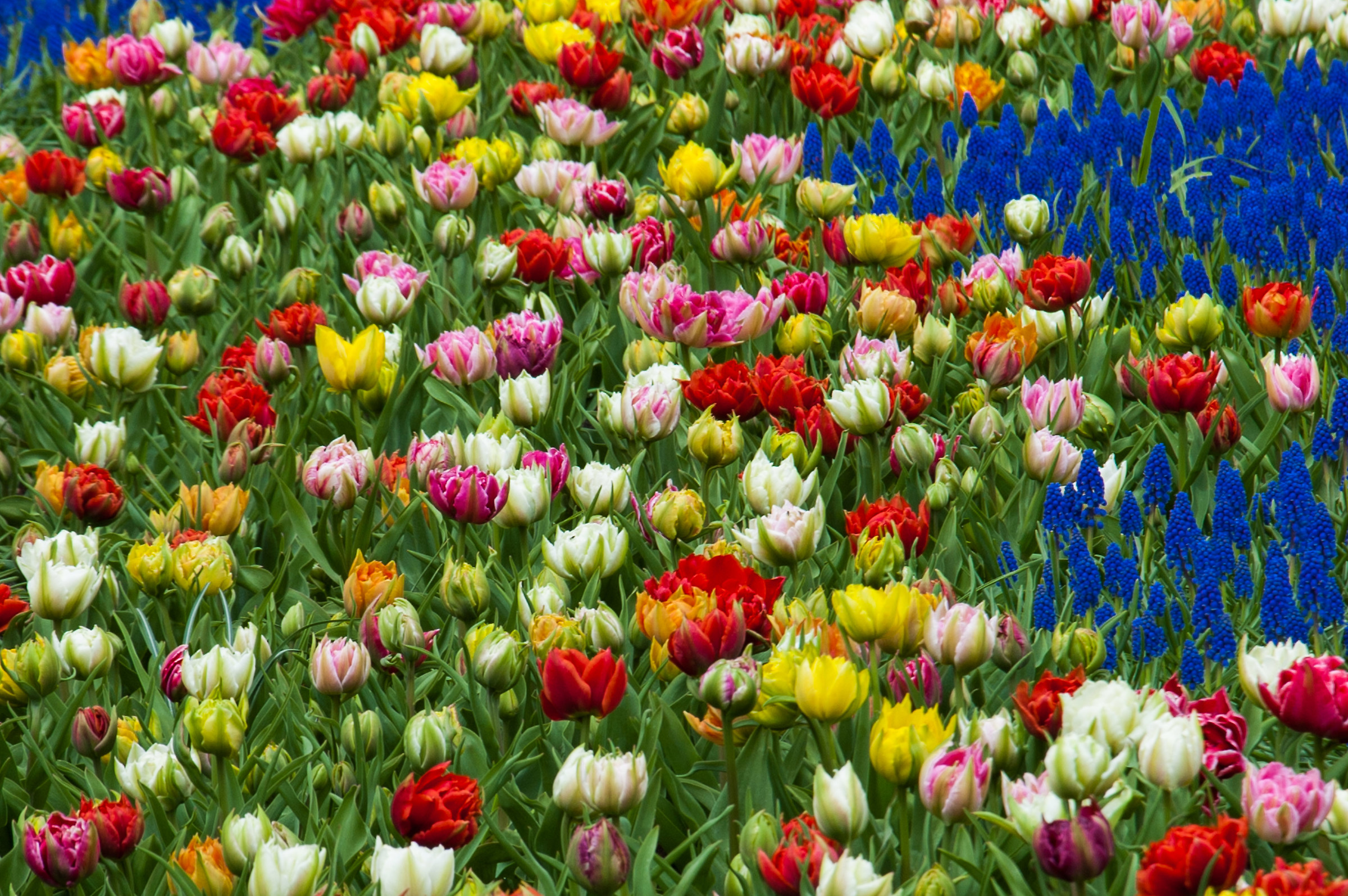Keukenhof 1