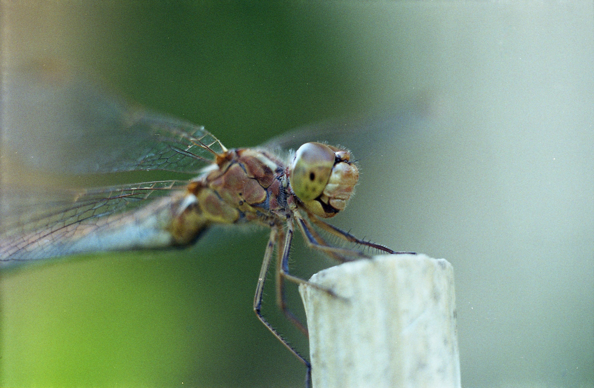 Dragonfly