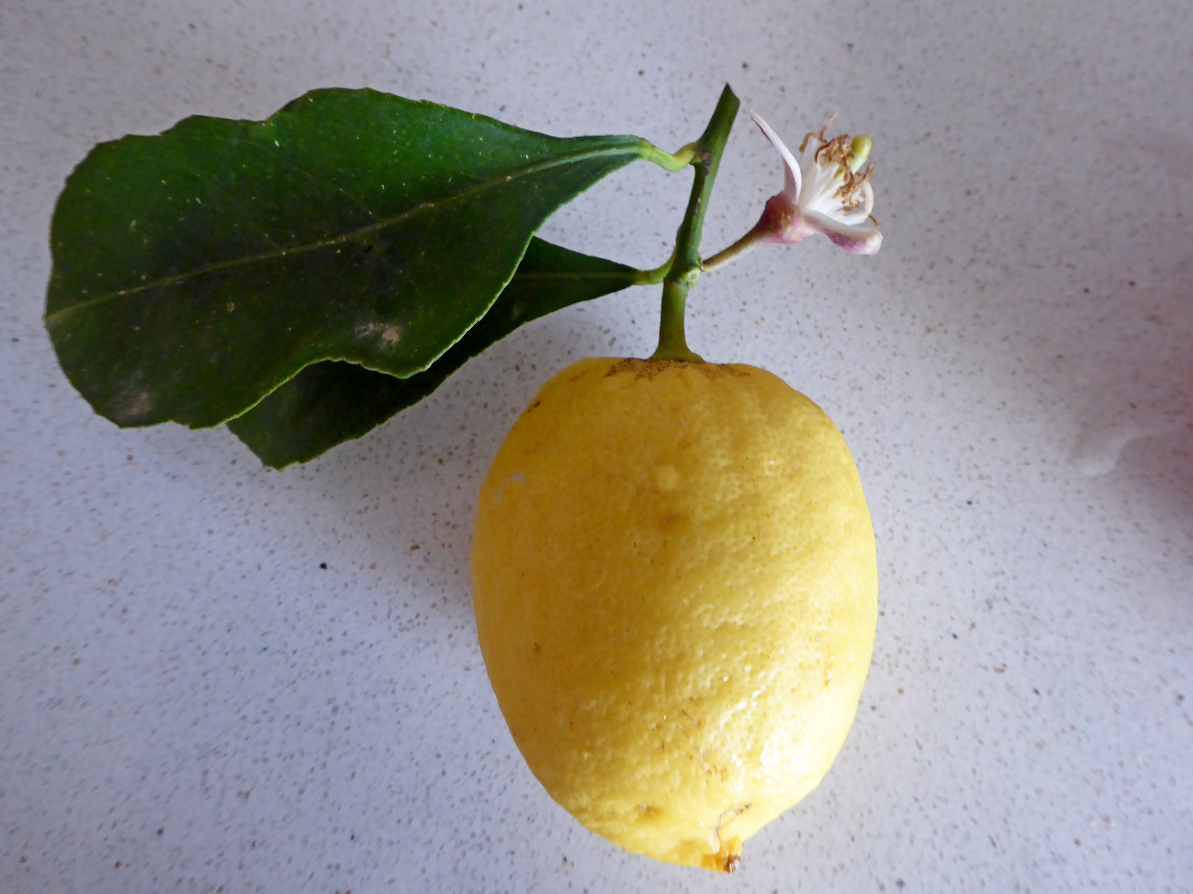 lemon fruit