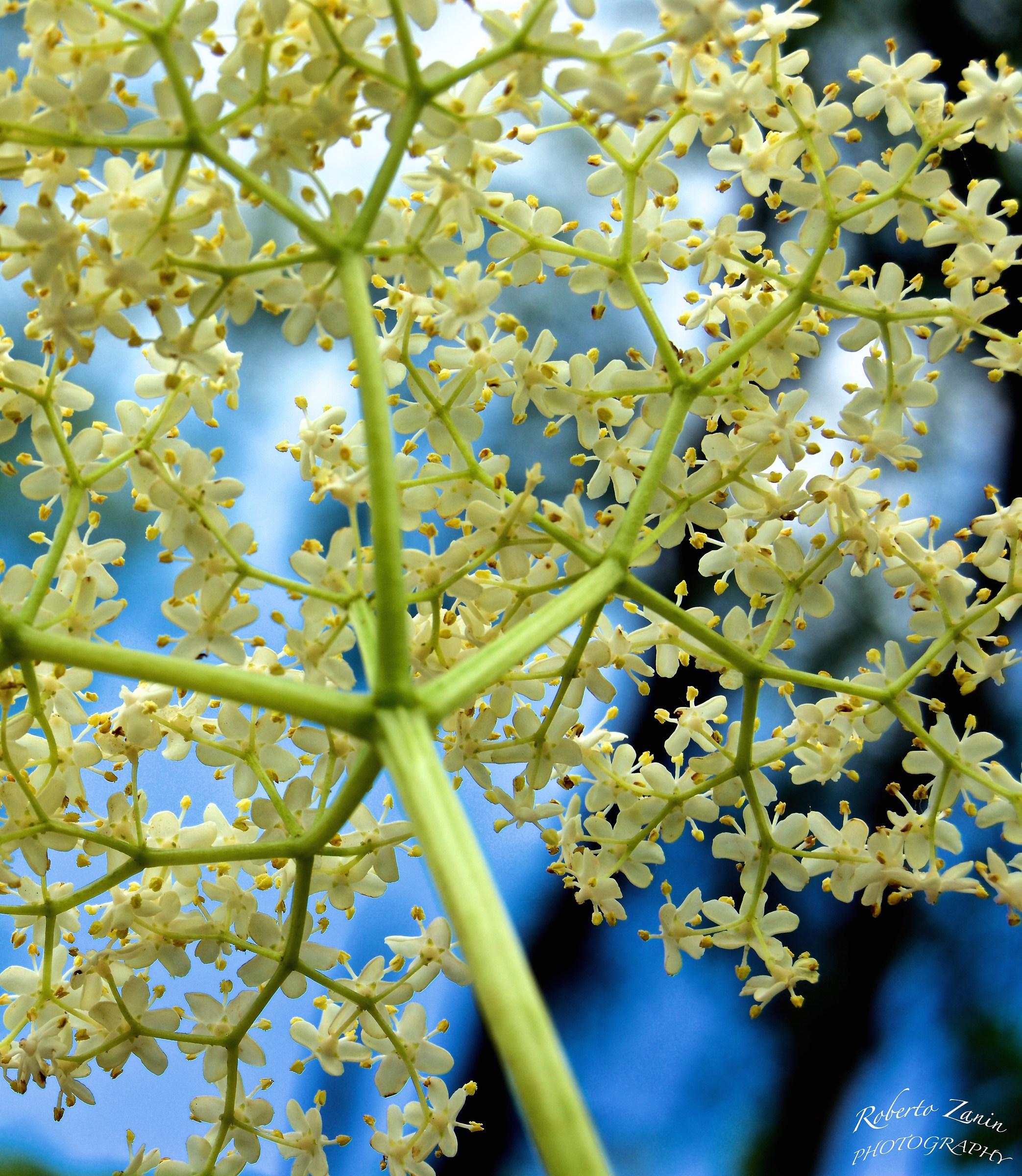 Under the elderberry