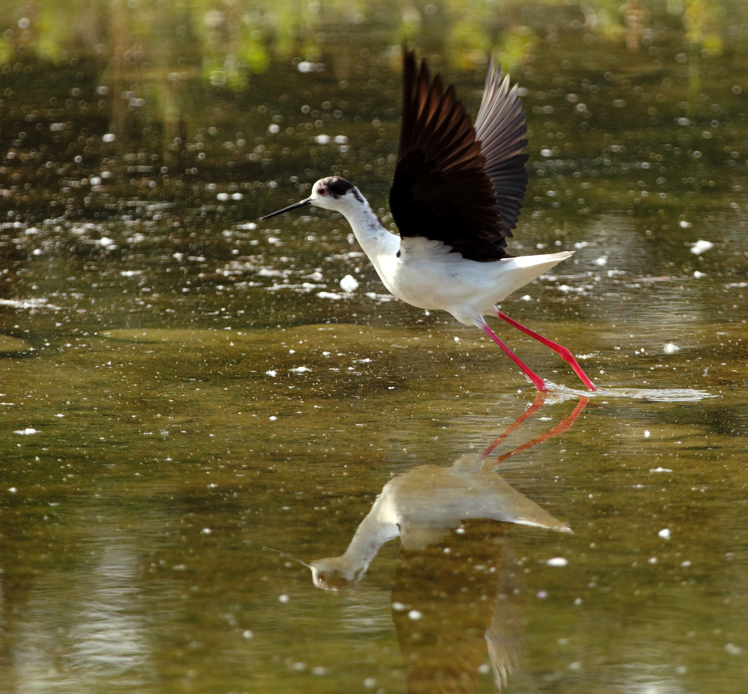 Knight of Italy, Hymantopus hymantopus
