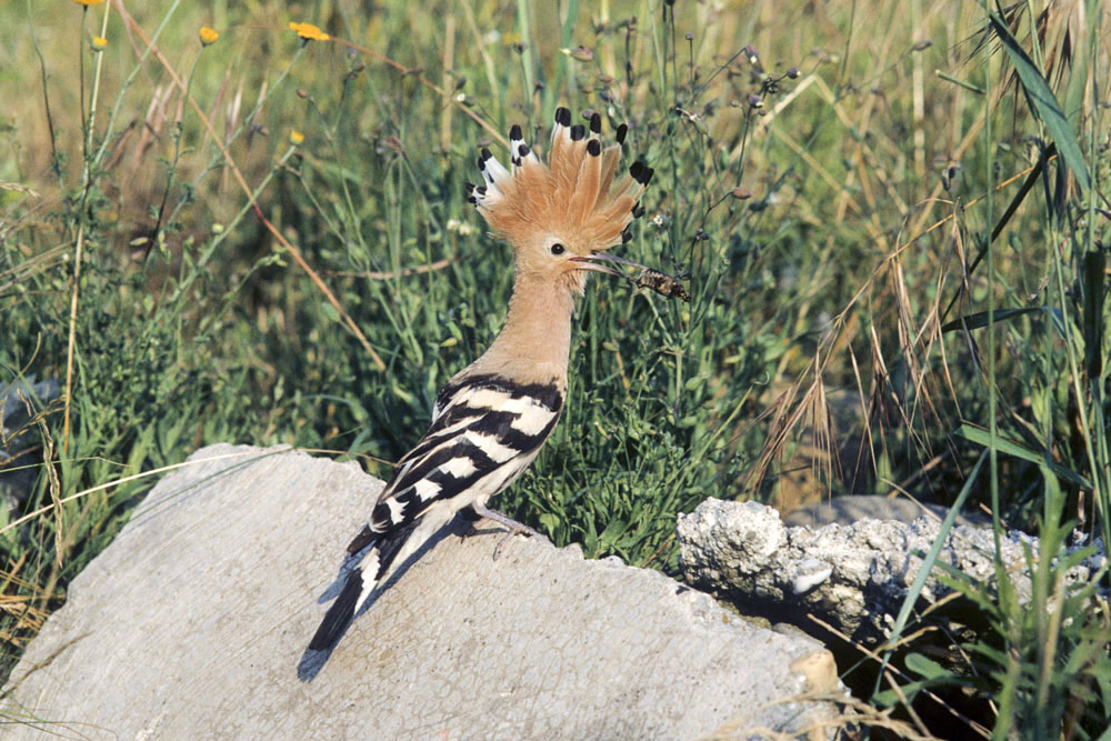 Hoopoe
