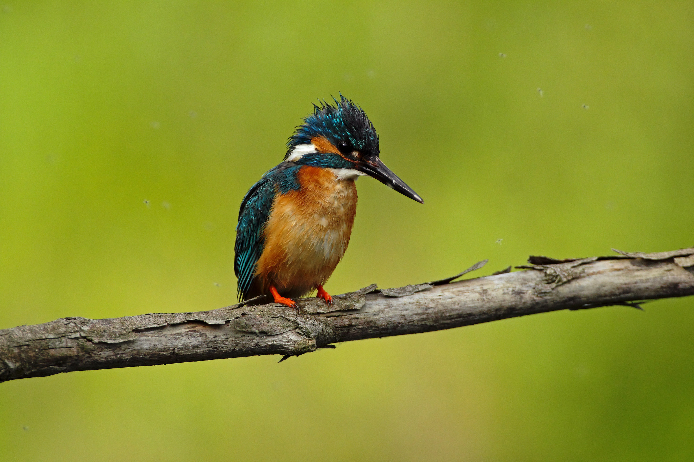 Kingfisher, Alcedo atthis