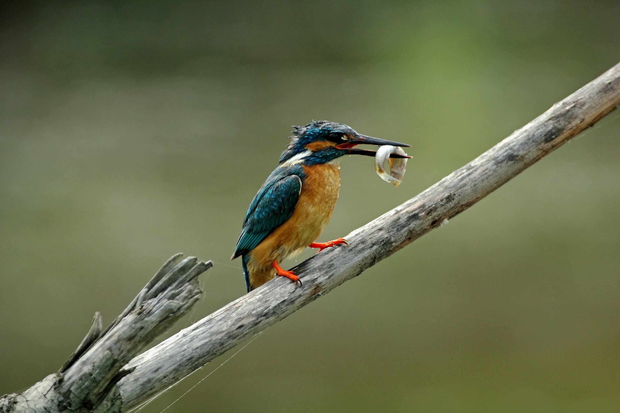 Kingfisher, Alcedo atthis