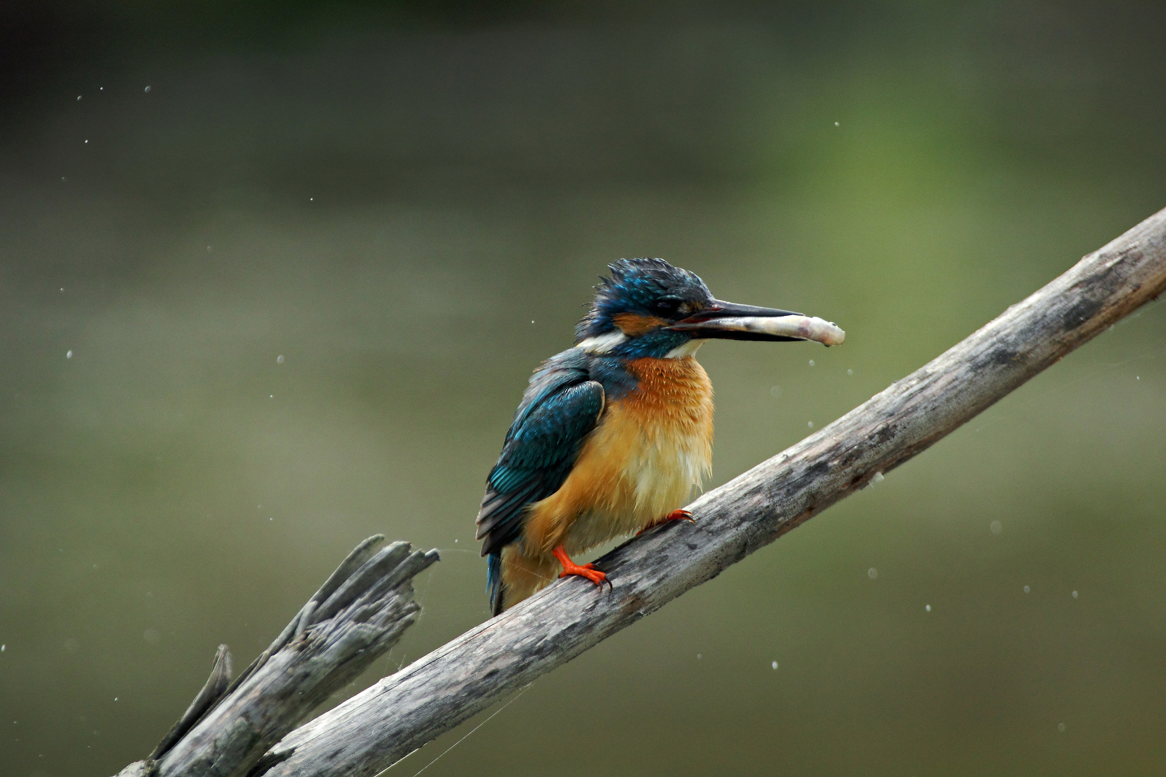 Kingfisher, Alcedo atthis