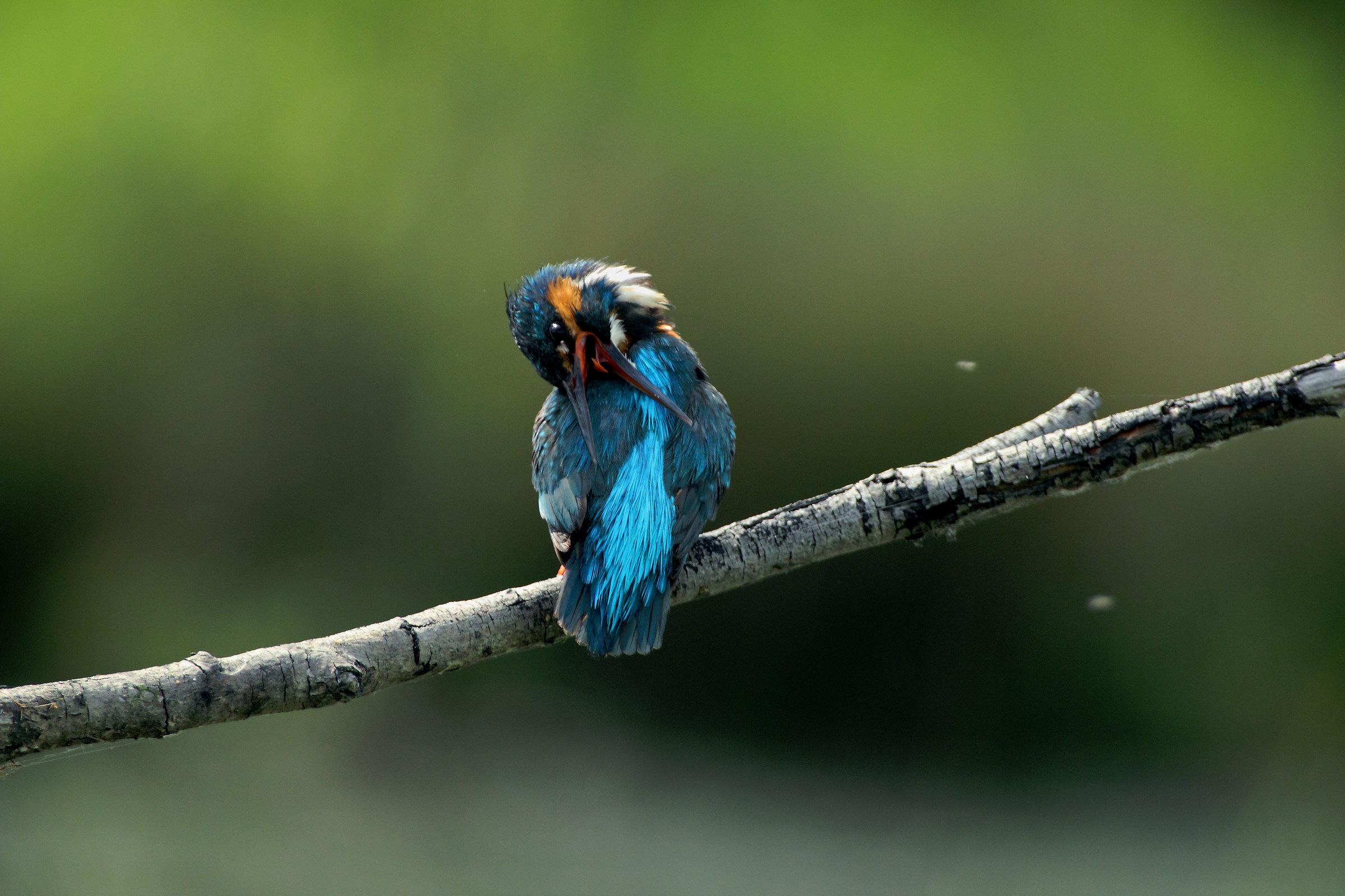 Kingfisher, Alcedo atthis