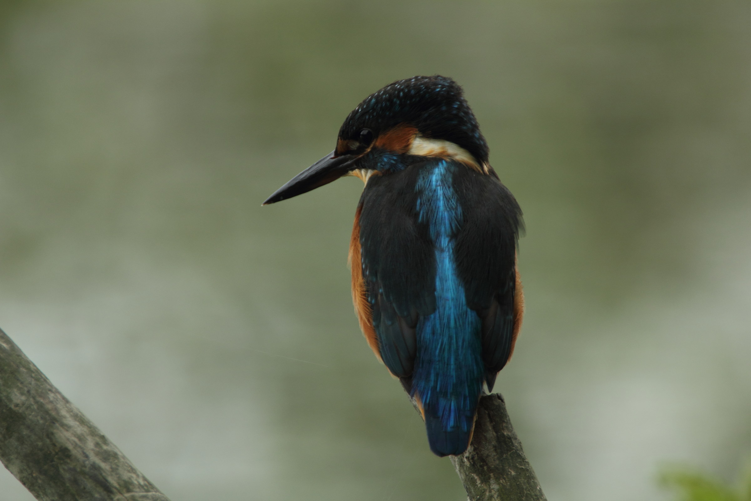 Kingfisher, Alcedo atthis