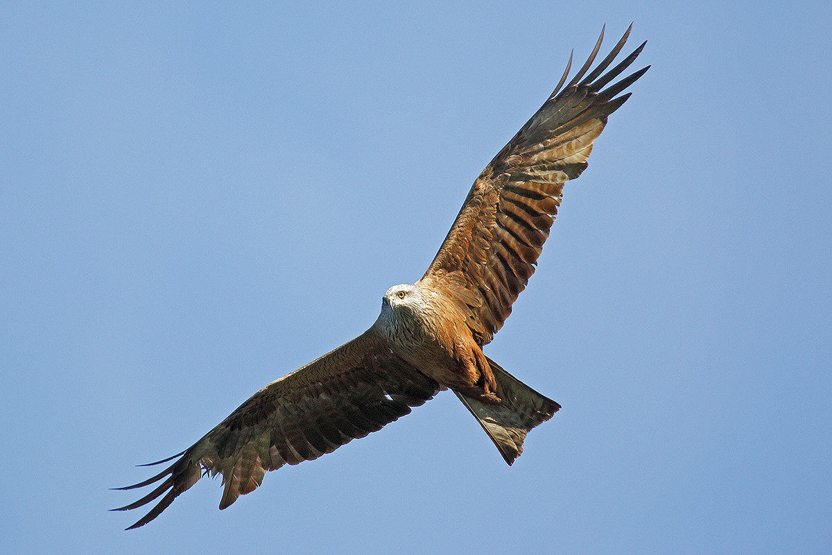 Black kite