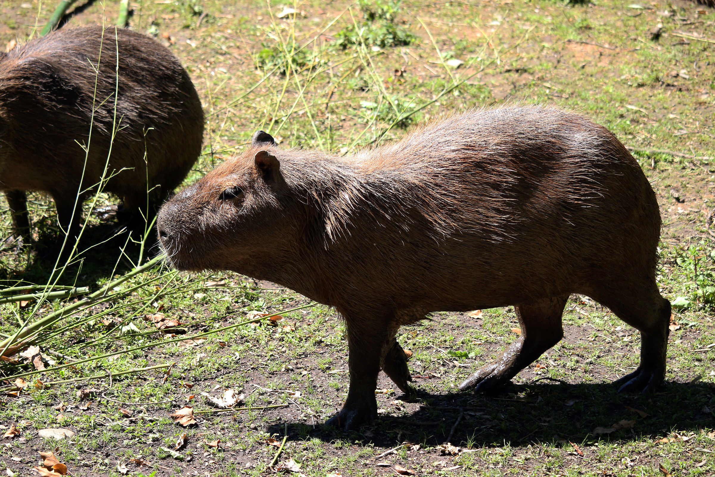 capybaras