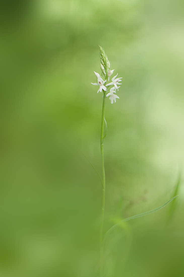 Dactyloriza maculatta sup. fuchsii, ipocromatica