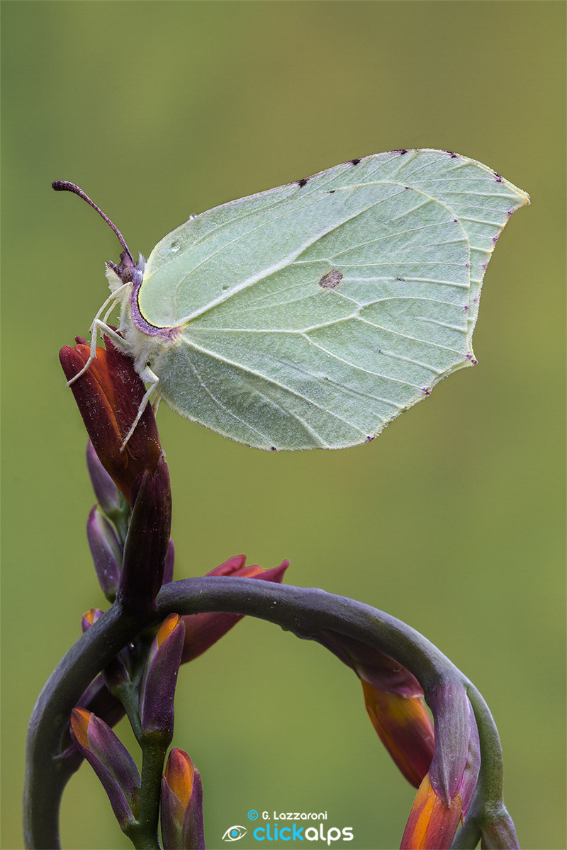 Citronella (Gonepteryx rhamni)
