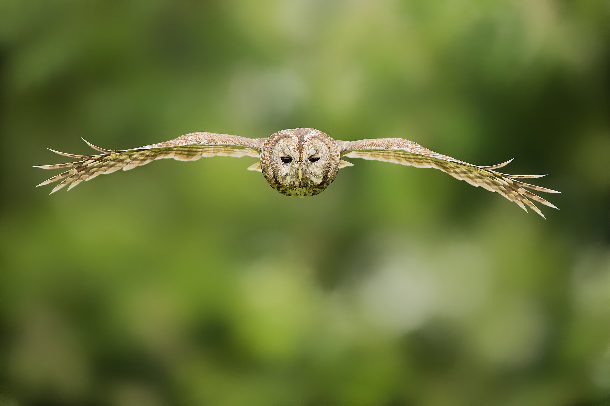 Tawny owl in flight