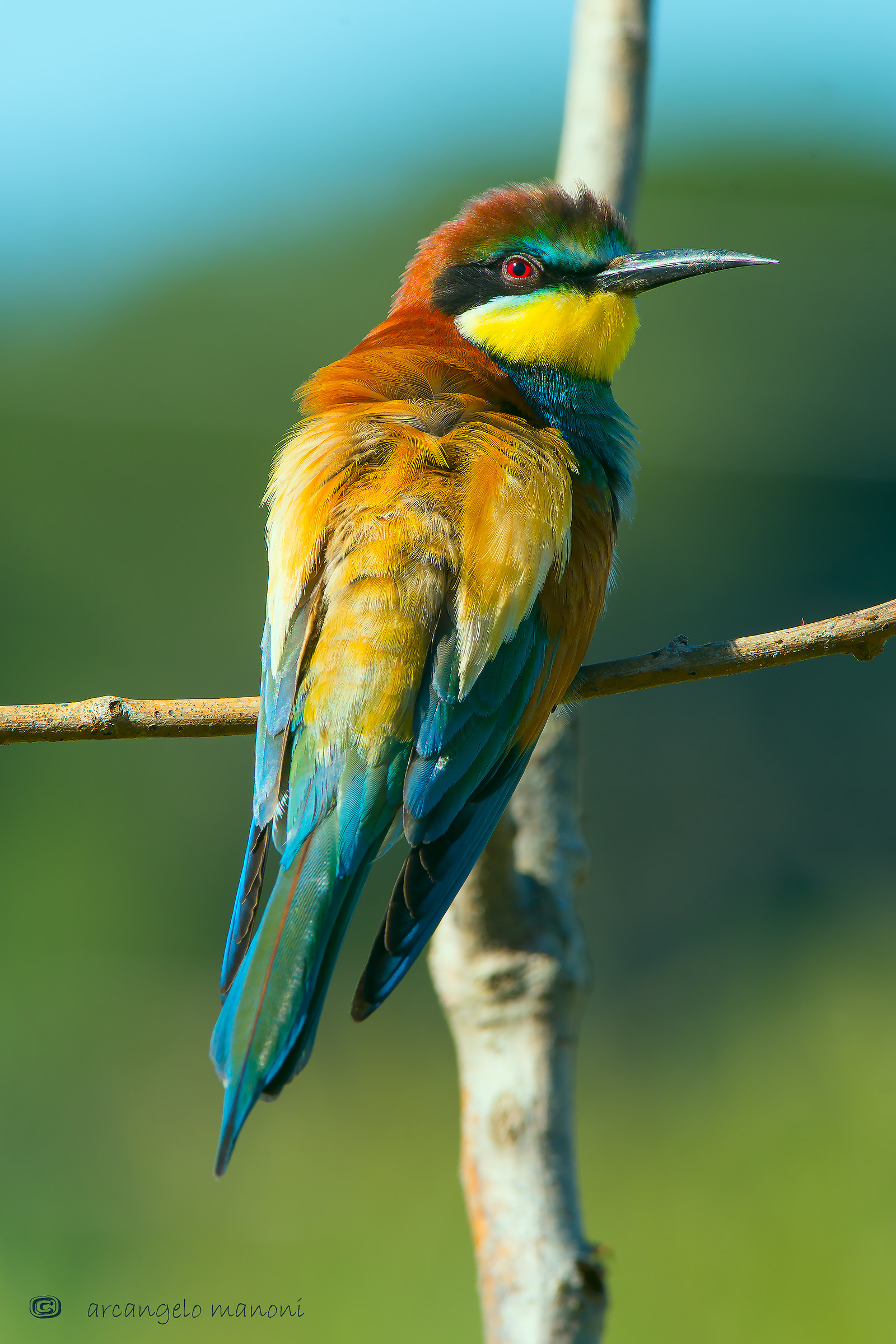 Gruccione in verticale