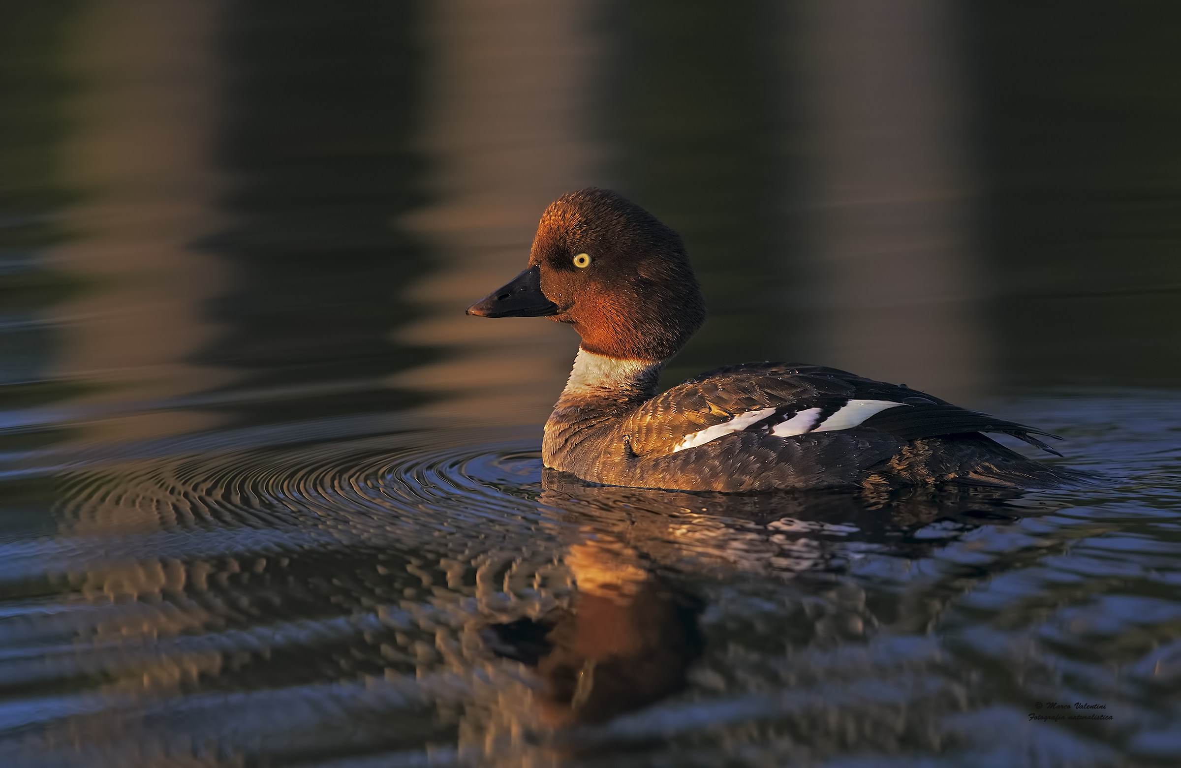 Last light on female