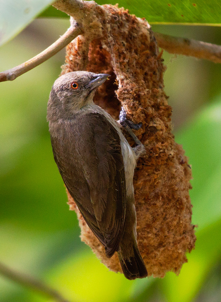 Thickbilled Flower pecker at his nest.
