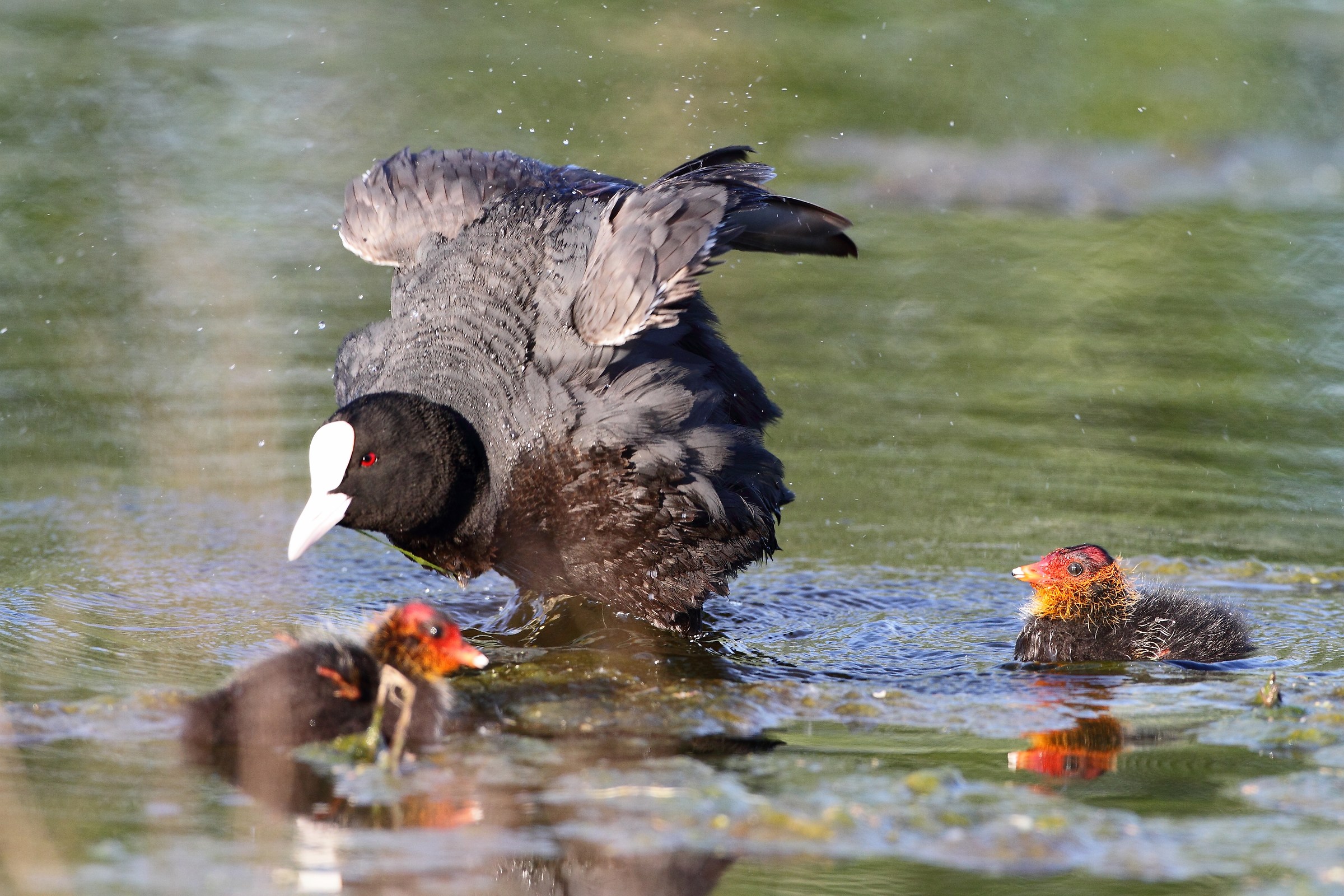 Coot with chicks