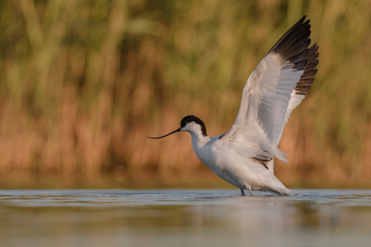 Avocetta; lo stacco