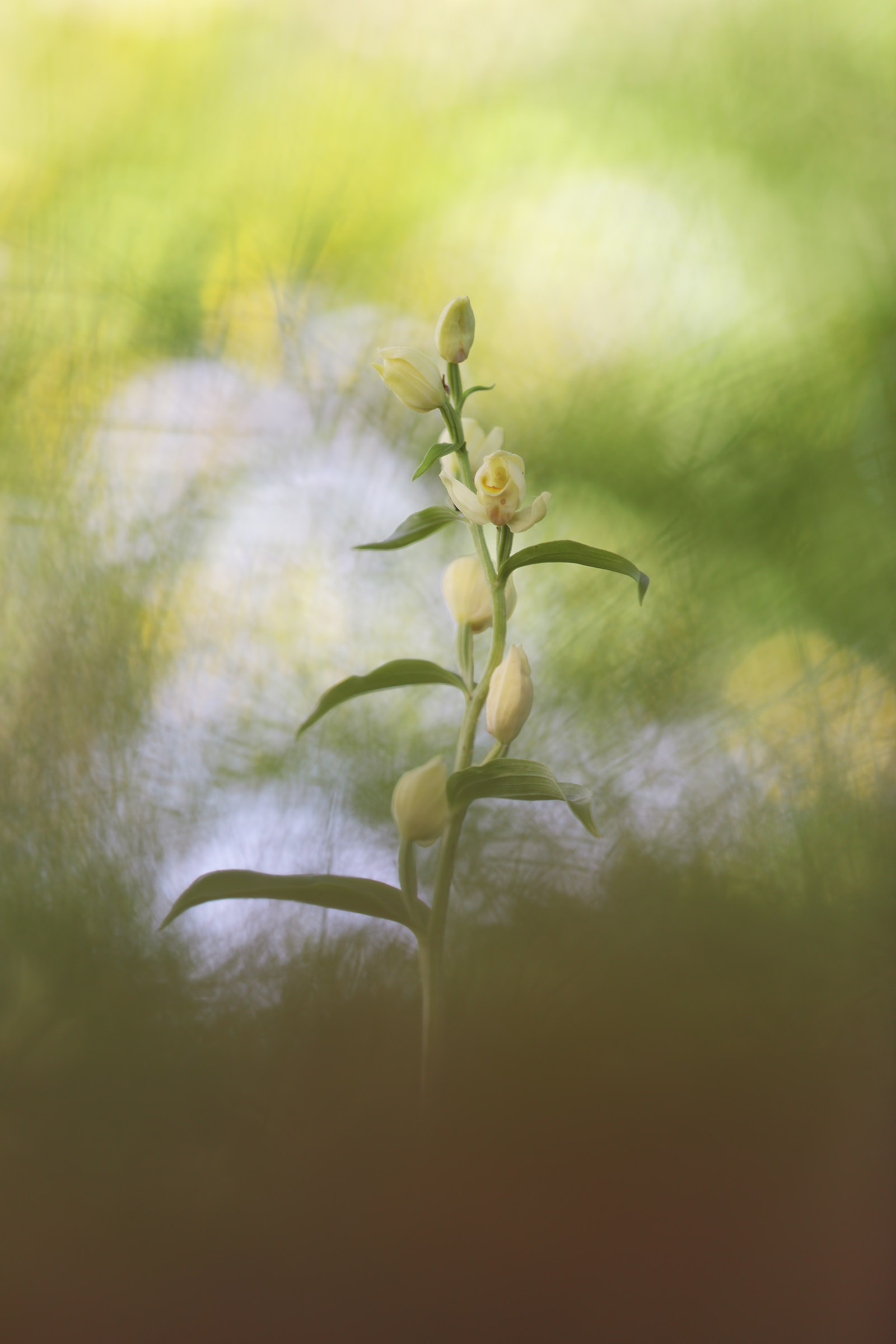 cephalanthera damasonium