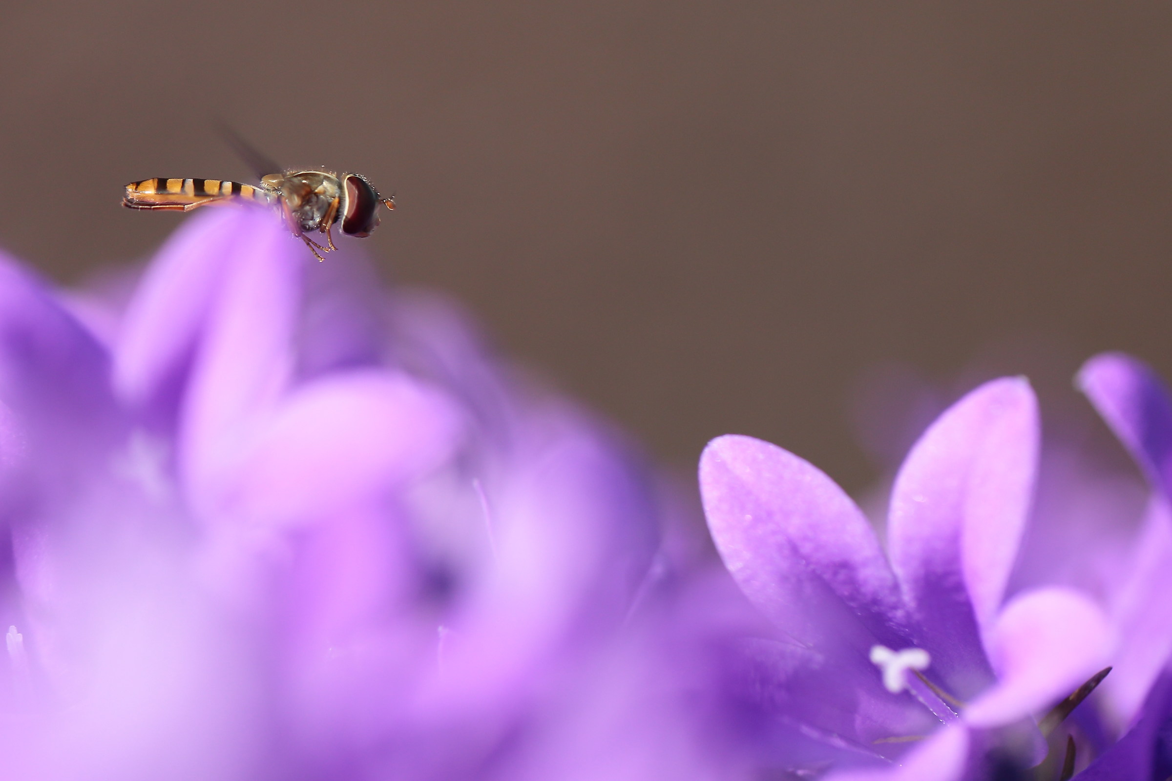 from flower to flower